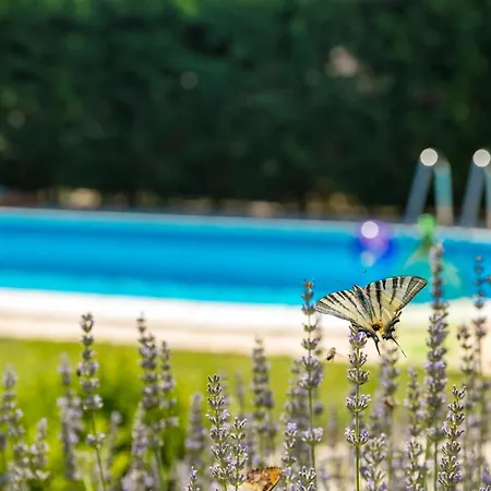 Rustic Nonni With Outdoor Pool In Visnjan Prhati
